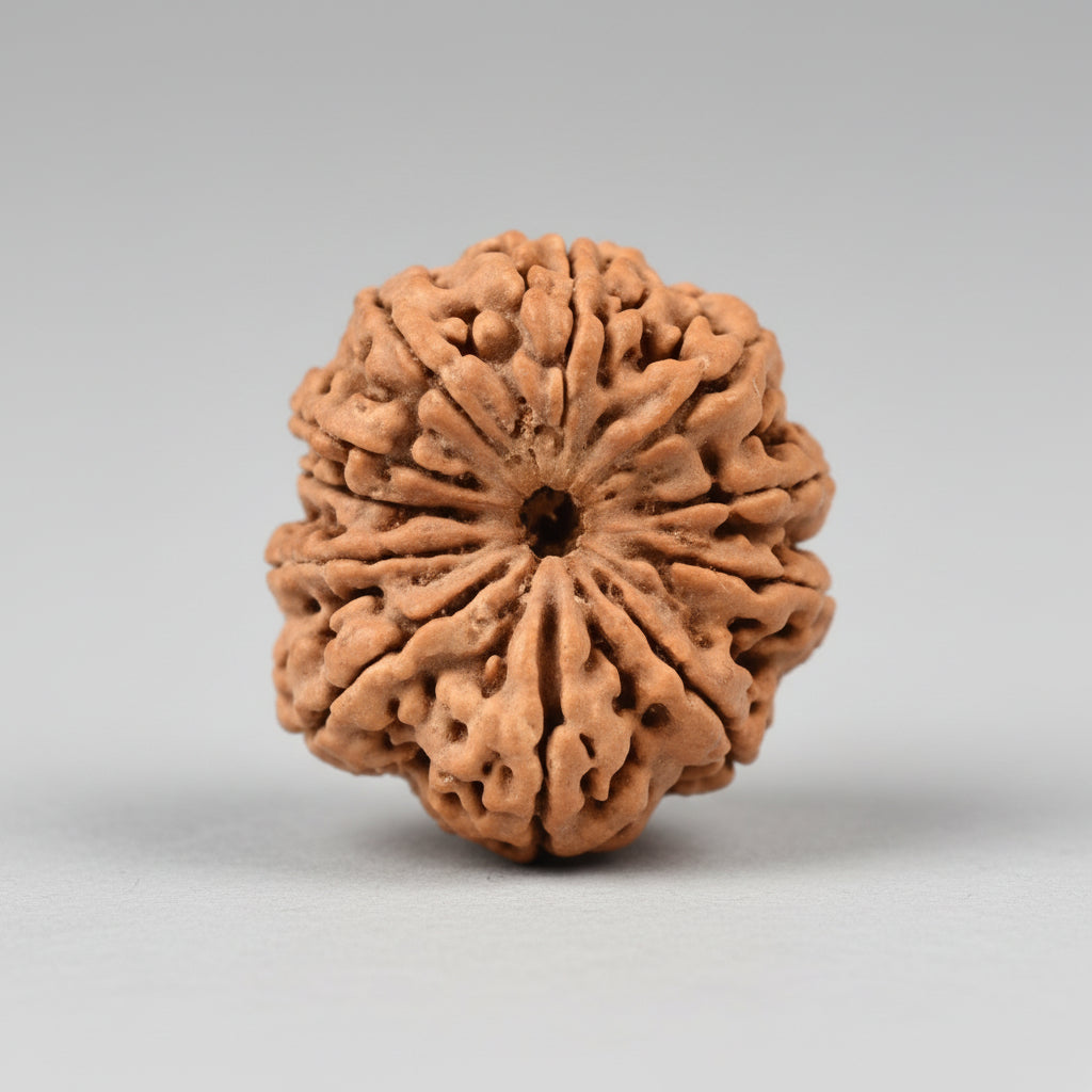 Collector Eleven Mukhi from Nepal XCV