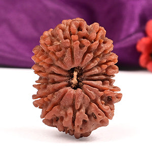 Collector Fifteen Mukhi VII