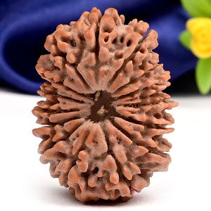 Collector Fifteen Mukhi from Nepal VIII