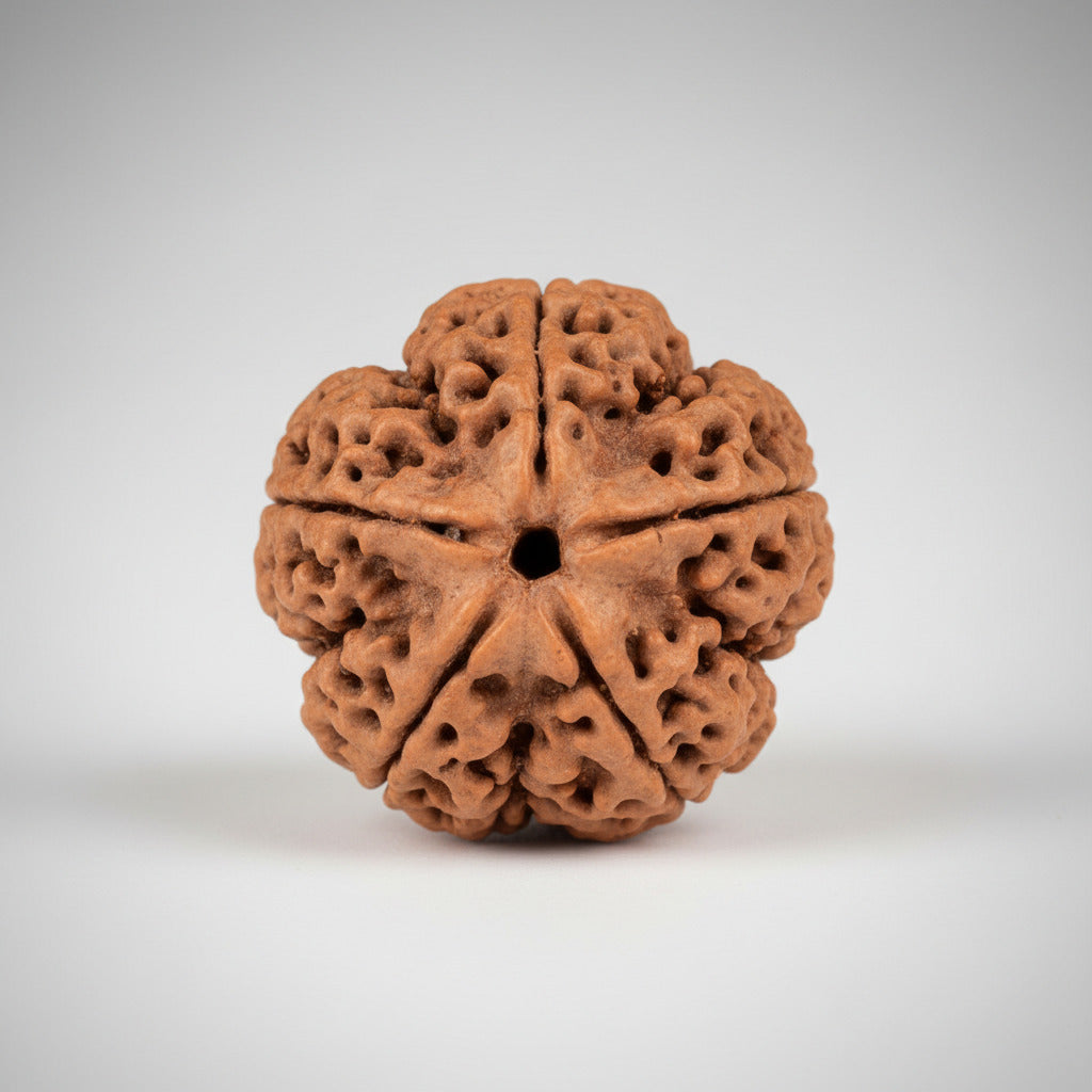 Collector Five Mukhi from Nepal