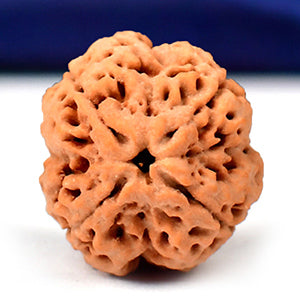 Collector Four Mukhi from Nepal