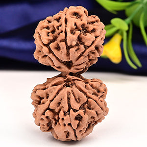 Collector Gauri Shankar 12 Mukhi from Nepal