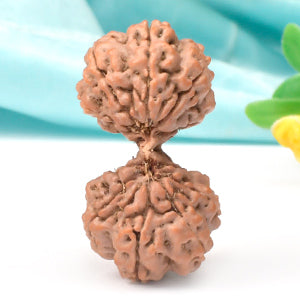 Collector Gauri Shankar 12 Mukhi from java