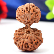 Collector Gauri Shankar 14 Mukhi from java