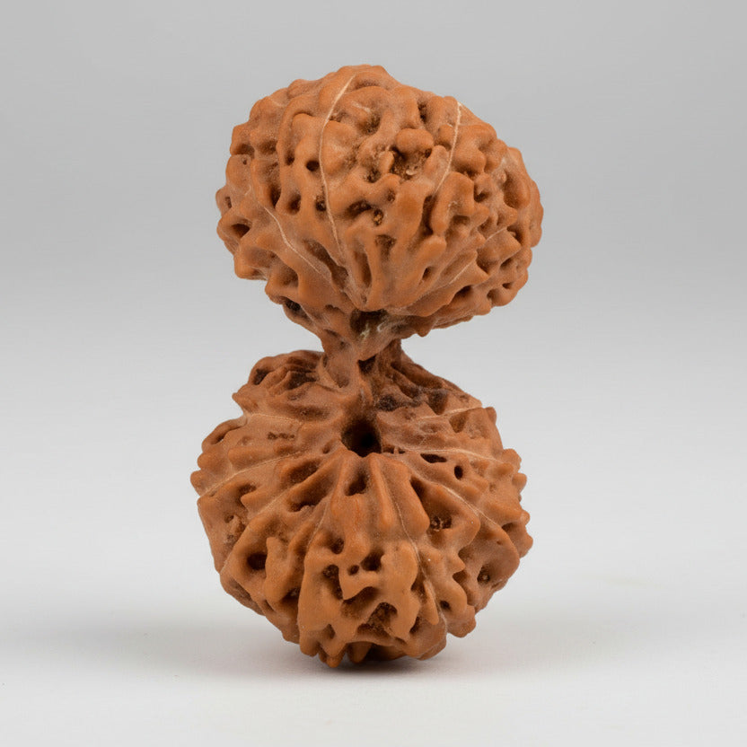 Collector Gauri Shankar 17 Mukhi from Java Indonesia
