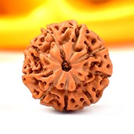 Collector Nine Mukhi from Java C