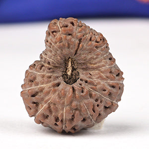 Collector Nineteen Mukhi from Java L