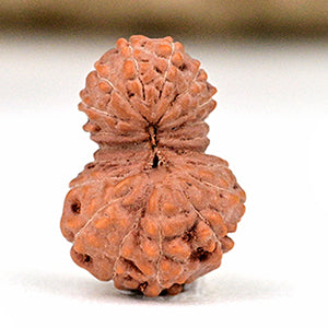 Collector Nineteen Mukhi from Java LIV