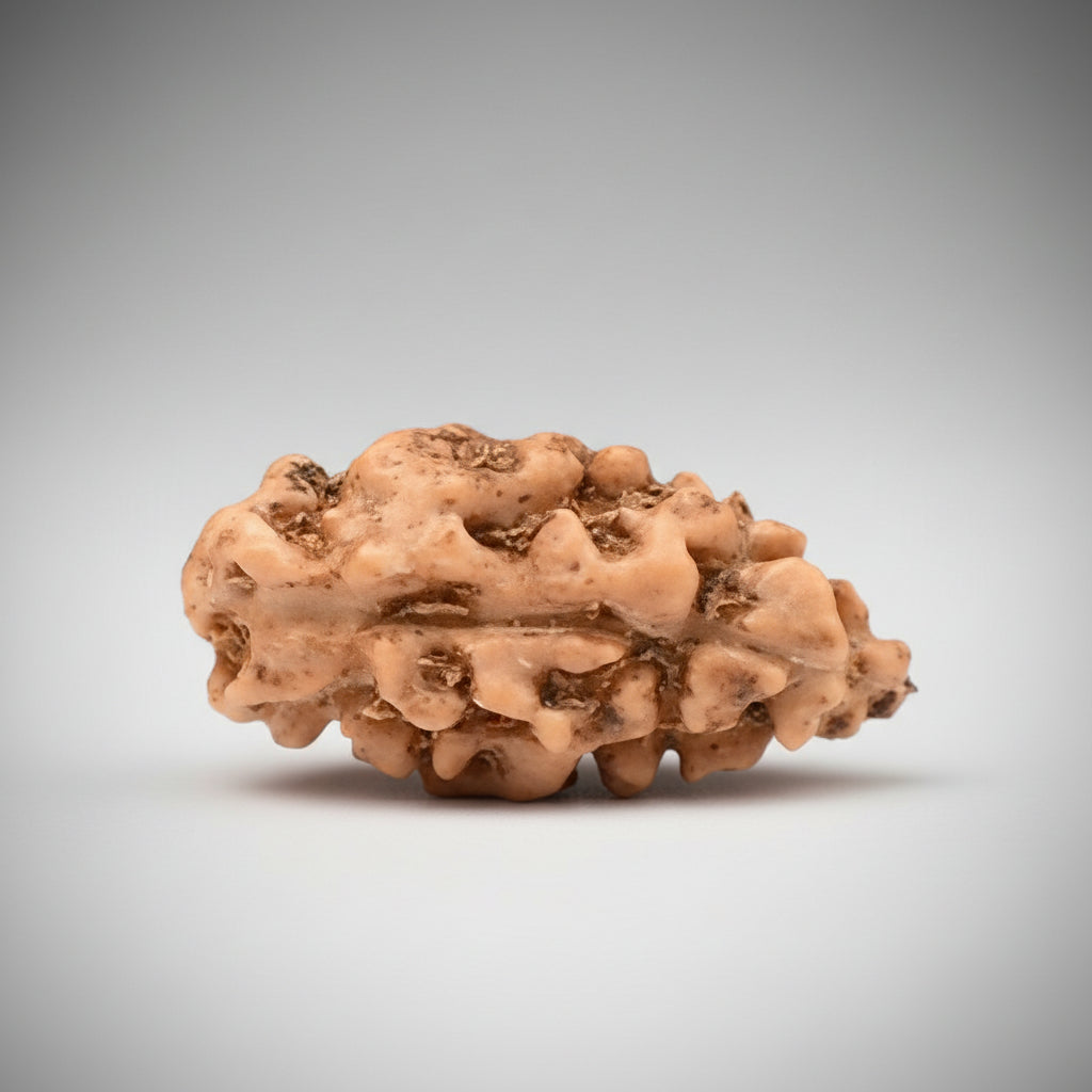 Collector One mukhi from Java Indonesia CXL