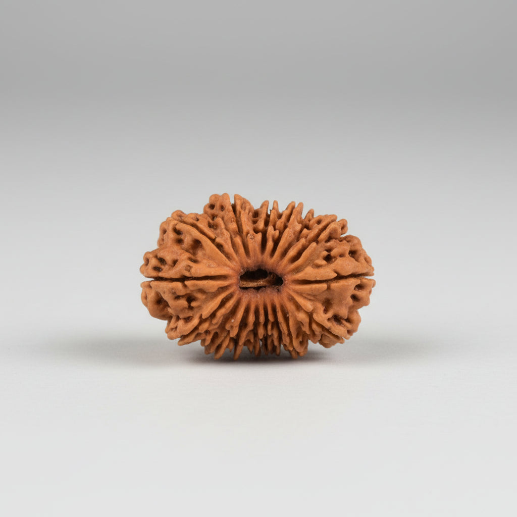 Collector Seventeen Mukhi