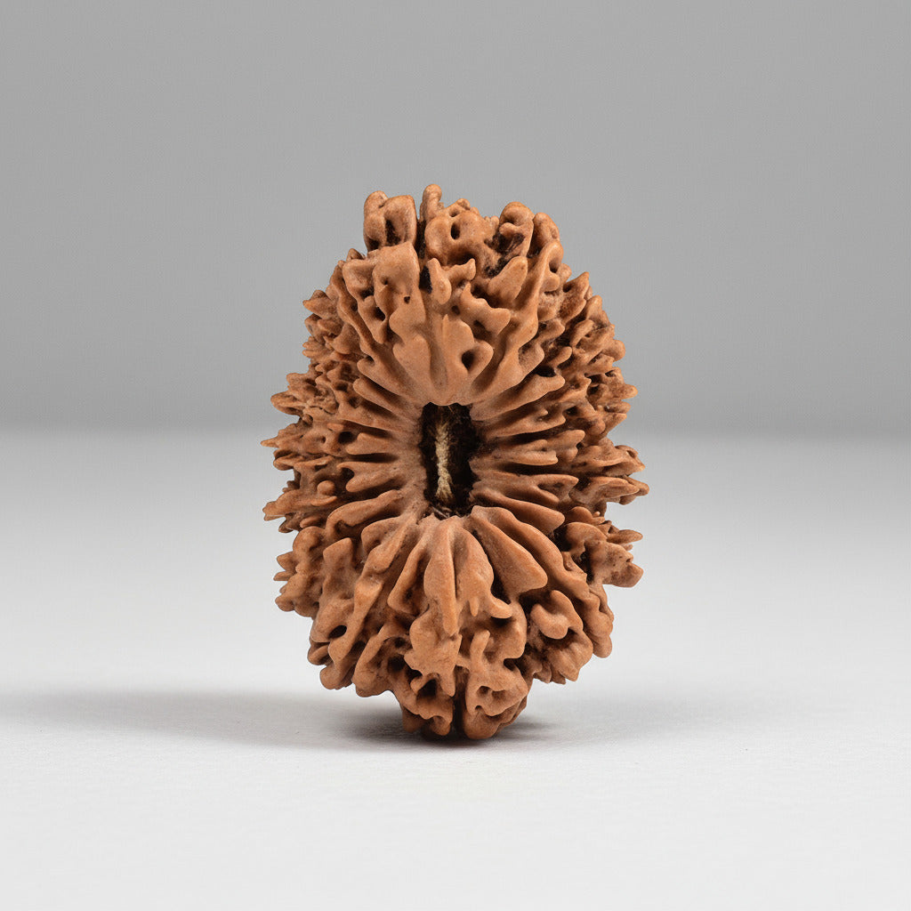 Collector Seventeen Mukhi XXXVIII