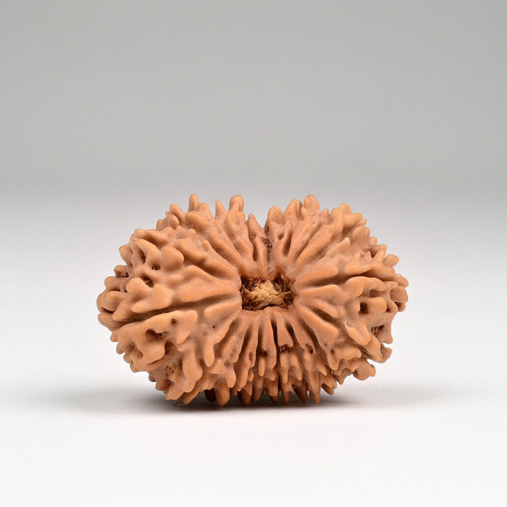 Collector Seventeen Mukhi from Nepal LXII