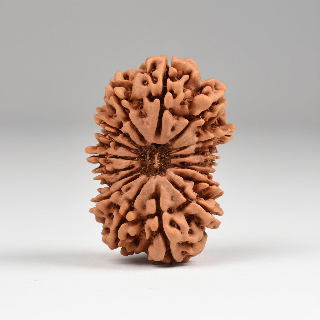 Collector Seventeen Mukhi from Nepal LXIII