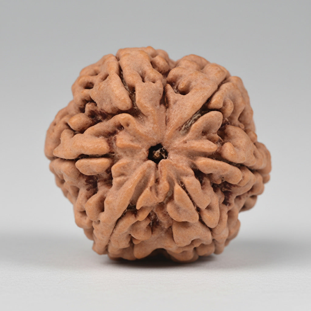 Collector Six Mukhi