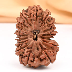 Collector Sixteen Mukhi XXV
