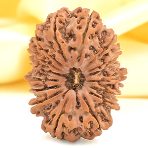 Collector Sixteen Mukhi from Nepal