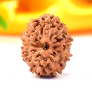 Collector Ten Mukhi from Java C
