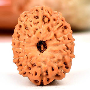 Collector Thirteen Mukhi from Java Indonesia