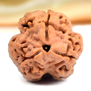Collector Three Mukhi
