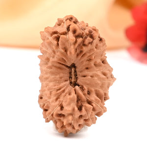 Collector Twenty Mukhi from Java