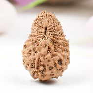 Collector Twenty Mukhi from JavaXXVII