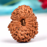 Collector Twenty Mukhi from Java Indonesia XII