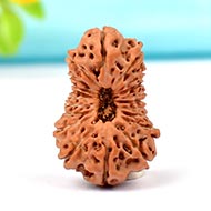 Collector Twenty Mukhi from Java Indonesia XIX