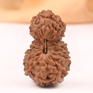 Collector Twenty Mukhi from Java XXX