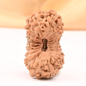 Collector Twenty Mukhi from Java XXXI