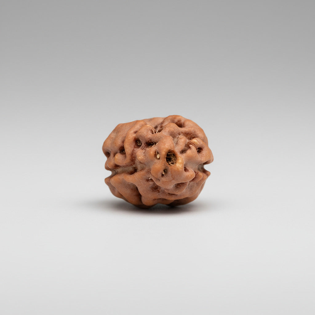 Collector Two Mukhi from Java Indonesia