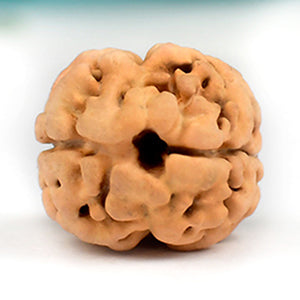 Collector Two Mukhi from Nepal C