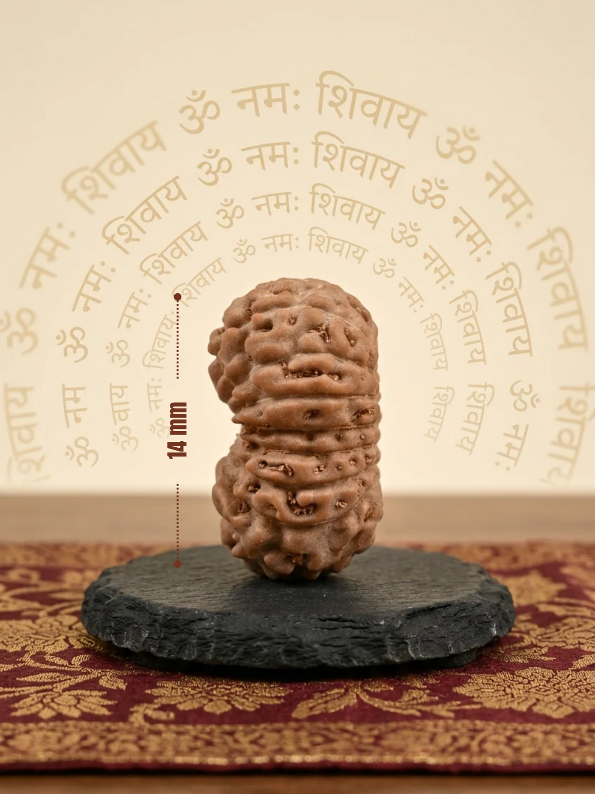 18 Mukhi Rudraksha Bead – Java Indonesian | 14mm | ManiMonk