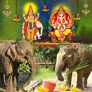 Feed Elephants for blessings Planet Jupiter and Lord Ganesha-6 Months