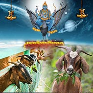 Feed Goats for blessings of Shani Dev-3 Months