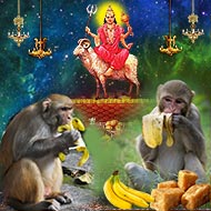Feed Monkeys for blessings Mangal Dev-1 Month
