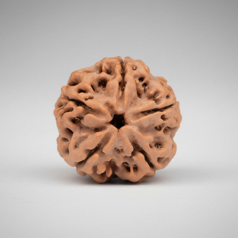 Five Mukhi from Nepal