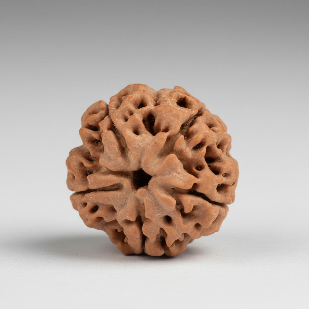 Five Mukhi from Nepal Large