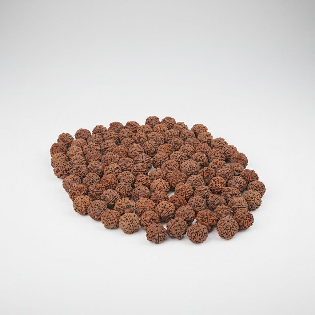 Five Mukhi from Nepal Large