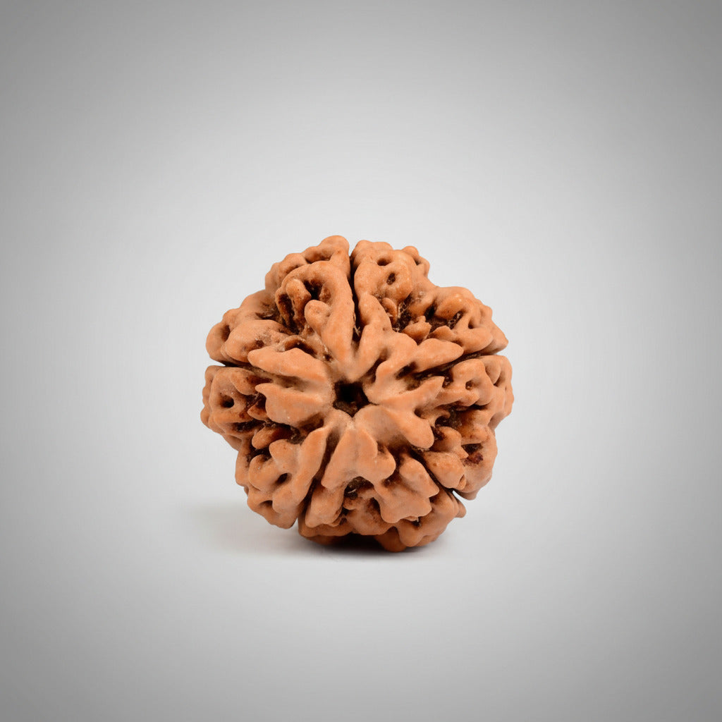 Five Mukhi from Nepal Small