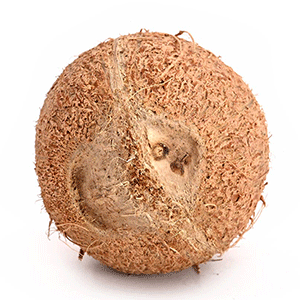 Two Eyed Coconut (2 Mukhi Nariyal)-322 gms