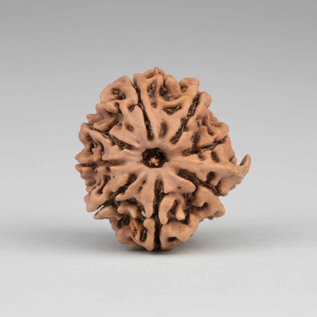 Ganesh Rudraksha 8 Mukhi from Nepal 22 mm