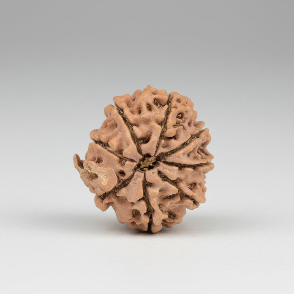 Ganesh Rudraksha 8 Mukhi from Nepal 22 mm