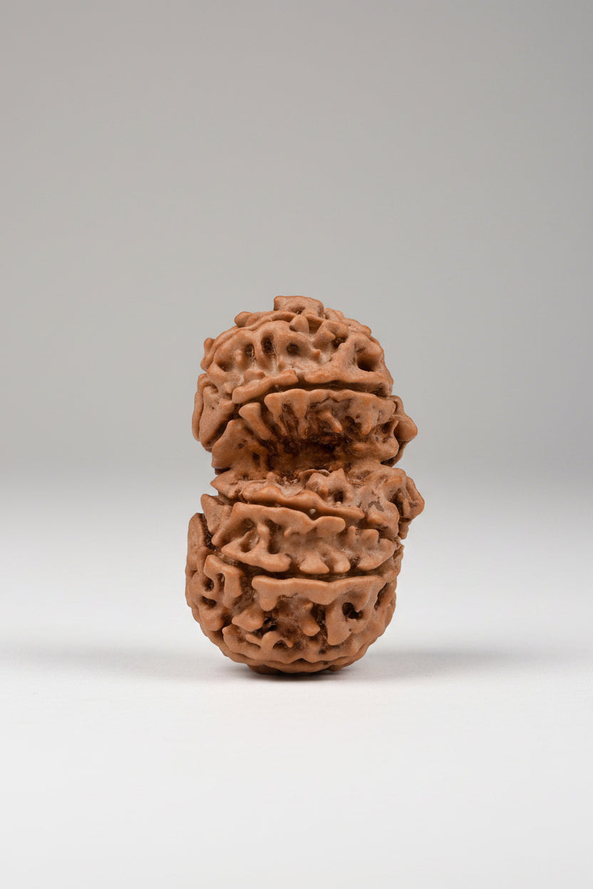 Garbh Gauri Rudraksha from Nepal - 20 to 30 mm - Natural Certified Bead for Fertility and Protection
