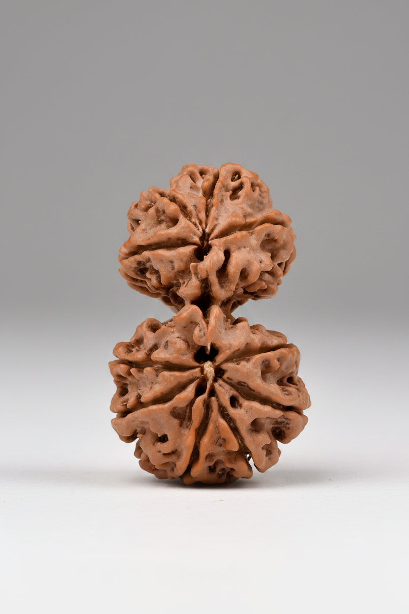 Garbh Gauri Rudraksha from Nepal - 20 to 30 mm - Natural Certified Bead for Fertility and Protection