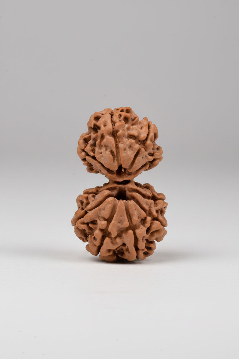 Garbh Gauri Rudraksha from Nepal - 20 to 30 mm - Natural Certified Bead for Fertility and Protection