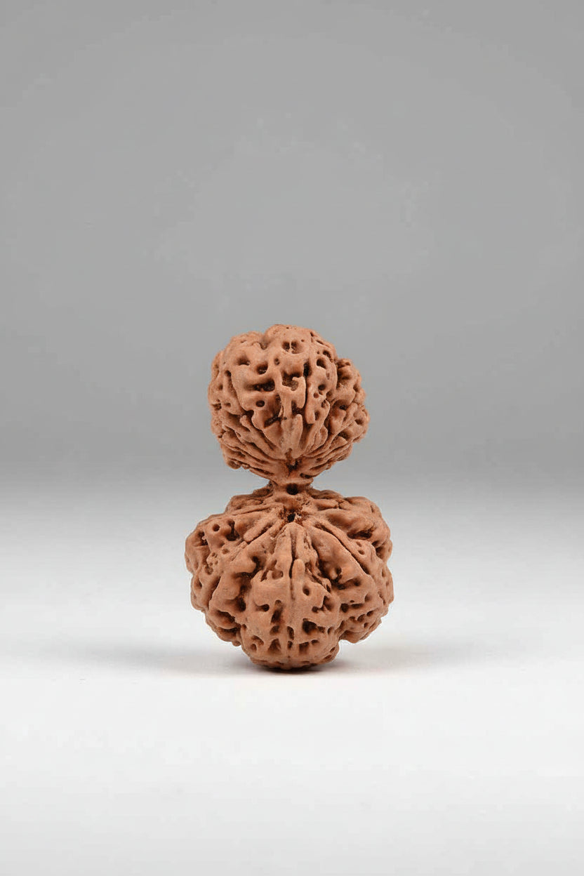 Garbh Gauri Rudraksha from Nepal – 40 mm (Natural & Authenticated) - ManiMonk