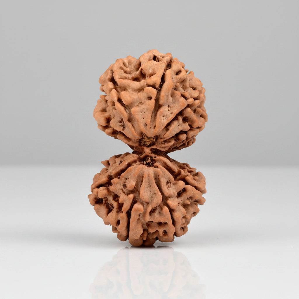 Gauri Shankar 10 Mukhi Large from Nepal