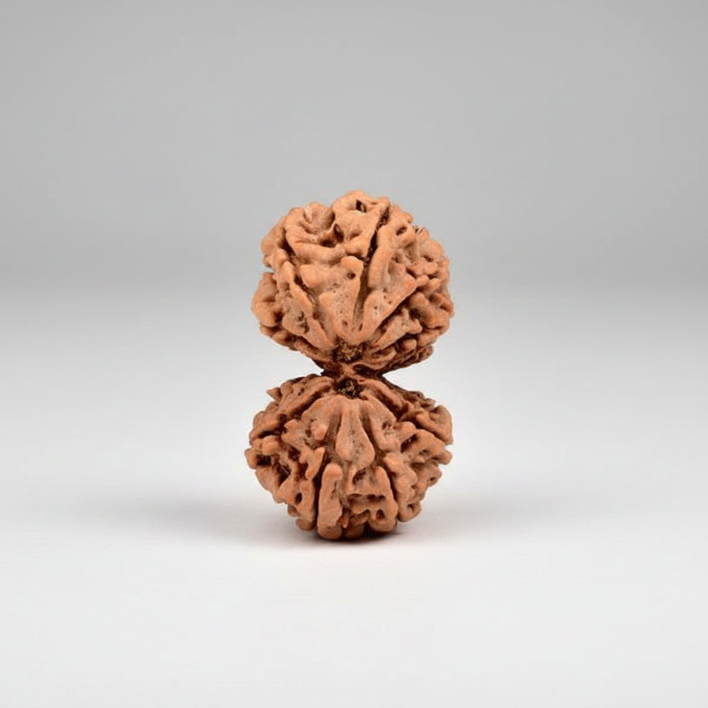 Gauri Shankar 10 Mukhi Large from Nepal