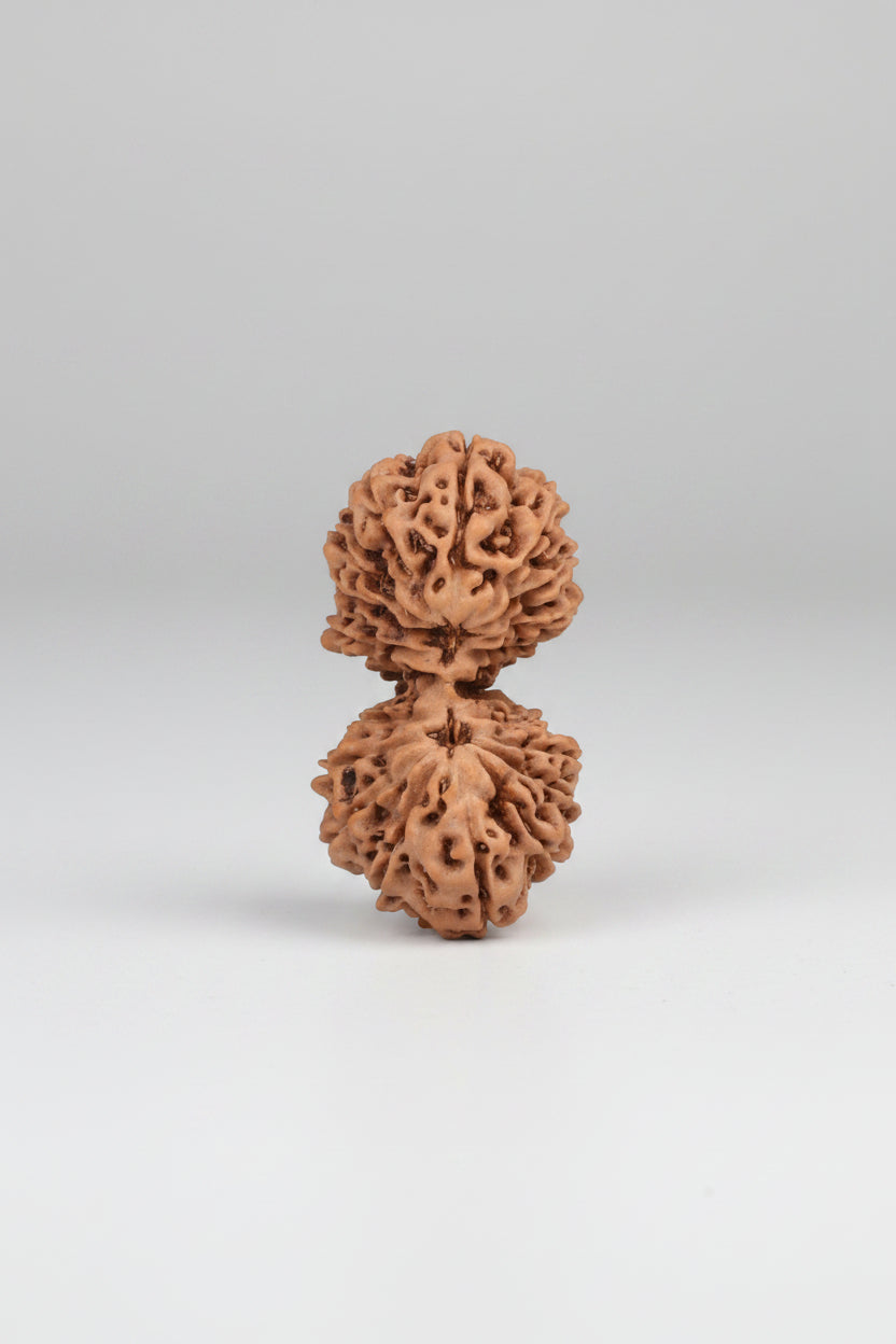 Gauri Shankar 19 Mukhi Rudraksha from Java - 28 mm