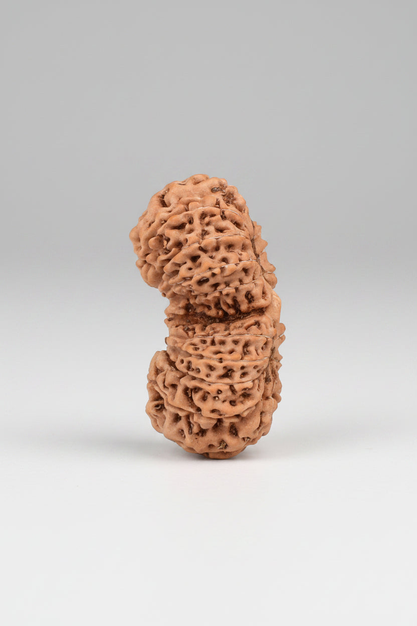 Gauri Shankar 19 Mukhi Rudraksha from Java - 28 mm